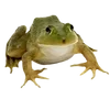 🐸 Эмодзи «квакушки» для Telegram