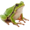 🐸 Эмодзи «квакушки» для Telegram