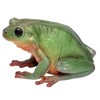 🐸 Эмодзи «квакушки» для Telegram