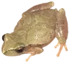 🐸 Эмодзи «квакушки» для Telegram