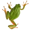 🐸 Эмодзи «квакушки» для Telegram