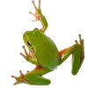 🐸 Эмодзи «квакушки» для Telegram