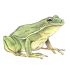 🐸 Эмодзи «квакушки» для Telegram