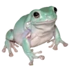 🐸 Эмодзи «квакушки» для Telegram