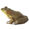 🐸 Эмодзи «квакушки» для Telegram