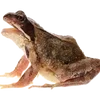 🐸 Эмодзи «квакушки» для Telegram