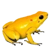 🐸 Эмодзи «квакушки» для Telegram