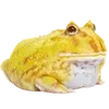 🐸 Эмодзи «квакушки» для Telegram