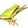 🐸 Эмодзи «квакушки» для Telegram