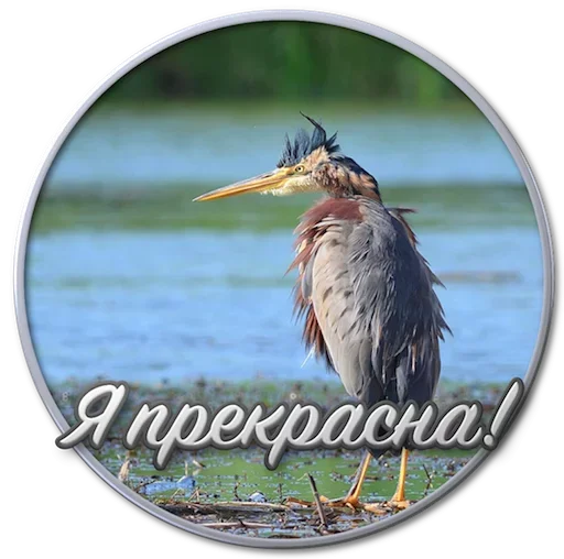 😚 Стикер «Paints» для Telegram