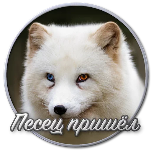 🤪 Стикер «Paints» для Telegram