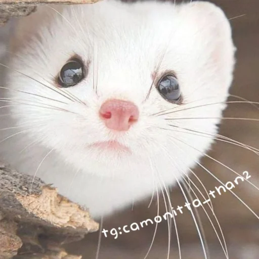 🐾 Стикер «Крем» для Telegram