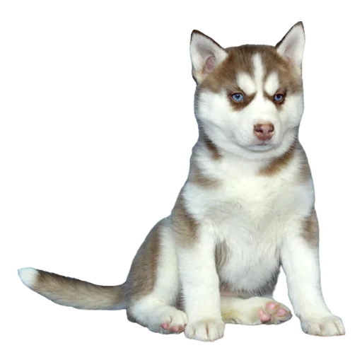 🐹 Стикер «Щенки хаски Крылатки» для Telegram
