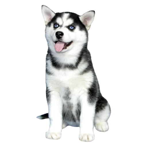 🐱 Стикер «Щенки хаски Крылатки» для Telegram