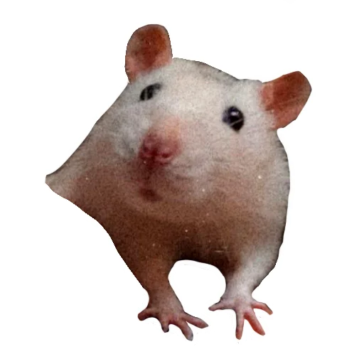 🐀 Стикер «Ёся» для Telegram