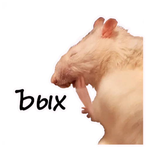 🐀 Стикер «Ёся» для Telegram
