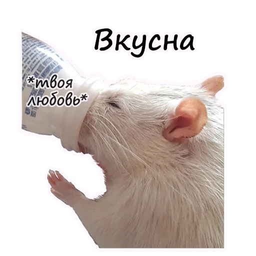 🥣 Стикер «Ёся» для Telegram