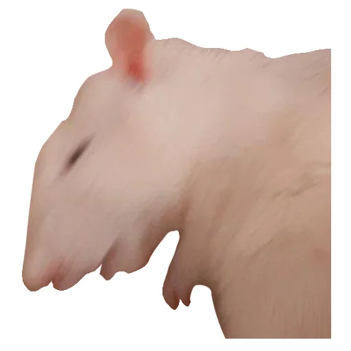 🐀 Стикер «Ёся» для Telegram