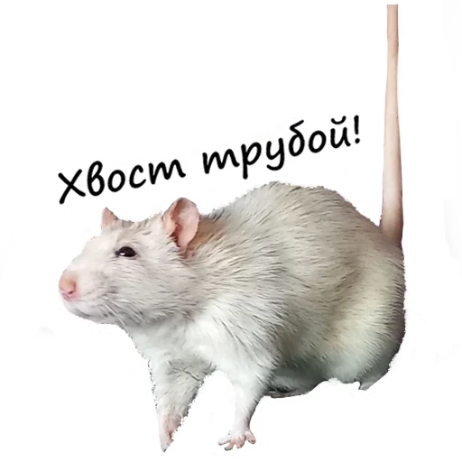 🎺 Стикер «Ёся» для Telegram