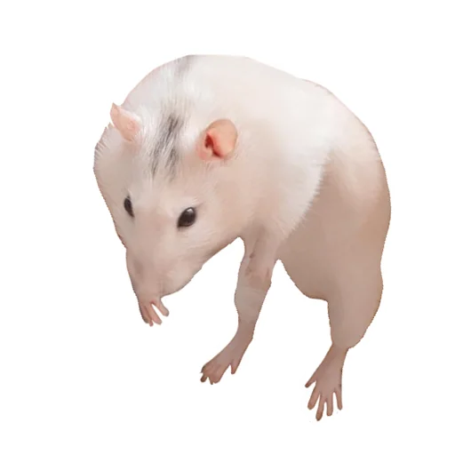 🐀 Стикер «Ёся» для Telegram