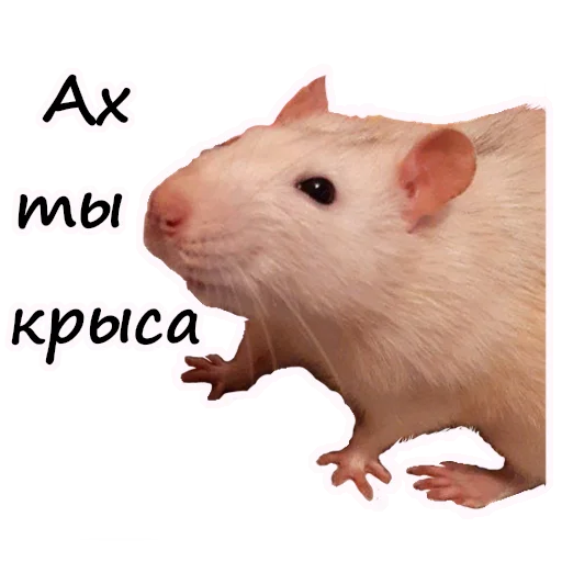 🐀 Стикер «Ёся» для Telegram