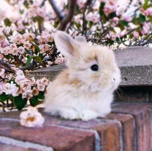 🥕 Стикер «Кролики» для Telegram