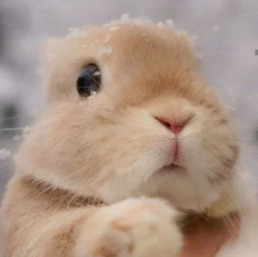 🥕 Стикер «Кролики» для Telegram