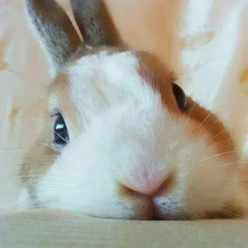 🥕 Стикер «Кролики» для Telegram