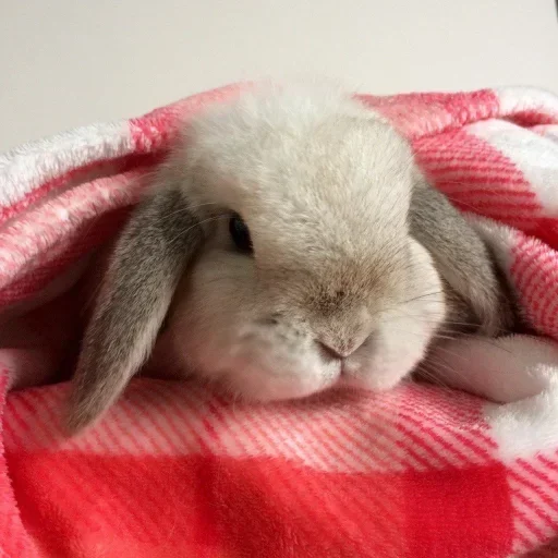 🥕 Стикер «Кролики» для Telegram