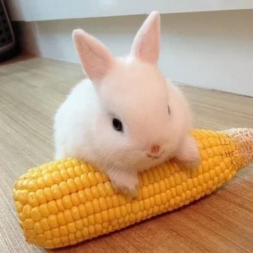 🥕 Стикер «Кролики» для Telegram
