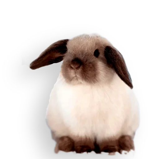 🐇 Стикер «Кроличья лапка» для Telegram