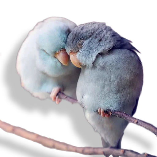 🥰 Стикер «Кроличья лапка» для Telegram