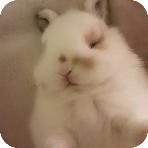 🥰 Стикер «Кролики 1» для Telegram