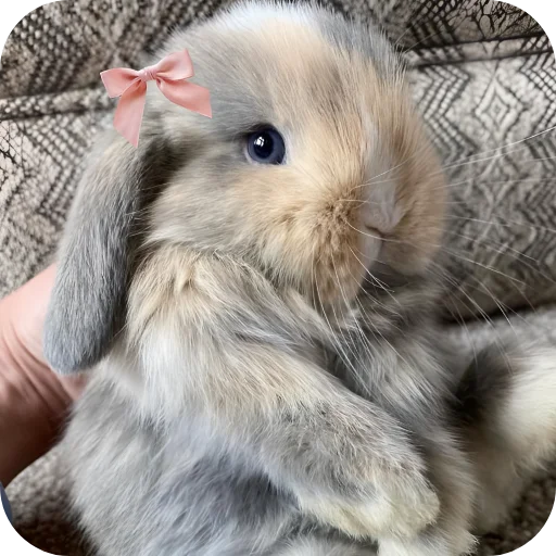 🥰 Стикер «Кролики 1» для Telegram