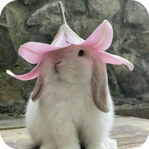 🥰 Стикер «Кролики 1» для Telegram