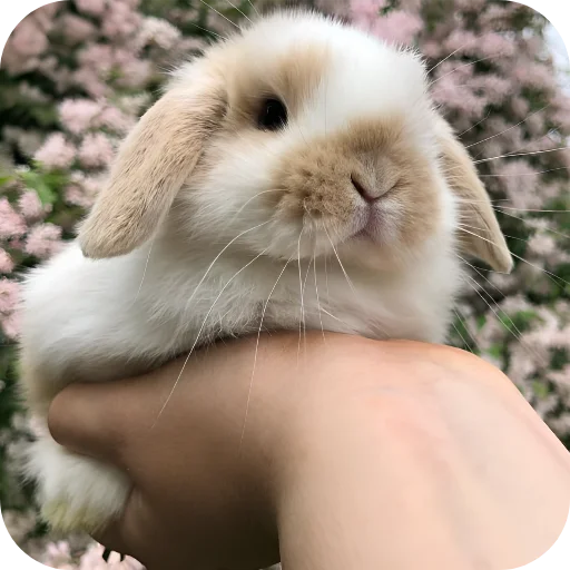 🥰 Стикер «Кролики 1» для Telegram