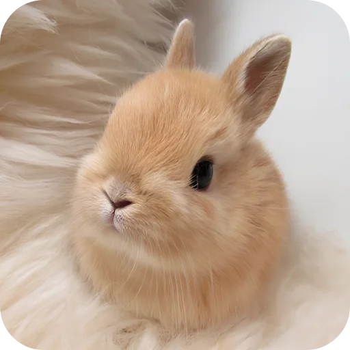 🥰 Стикер «Кролики 1» для Telegram