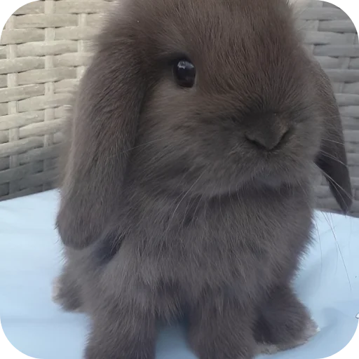 🥰 Стикер «Кролики 1» для Telegram