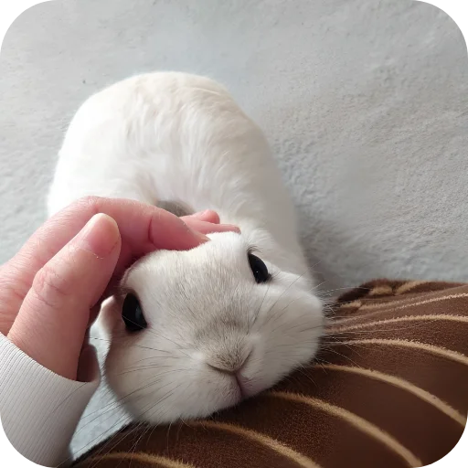 🥰 Стикер «Кролики 1» для Telegram