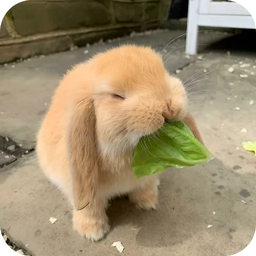 🥰 Стикер «Кролики 1» для Telegram