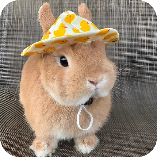 🥰 Стикер «Кролики 1» для Telegram