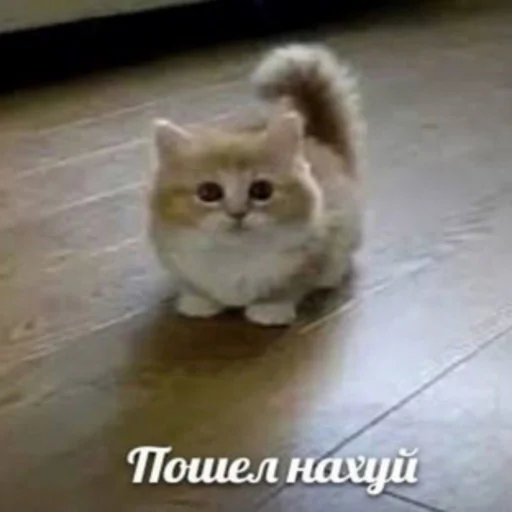 😐 Стикер «ты не картошка..» для Telegram