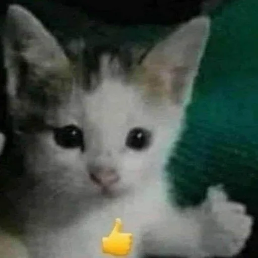 🐈 Стикер «ты не картошка..» для Telegram