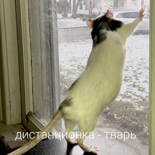 😷 Стикер «Крыски для переписки» для Telegram
