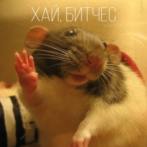 👋 Стикер «Крыски для переписки» для Telegram