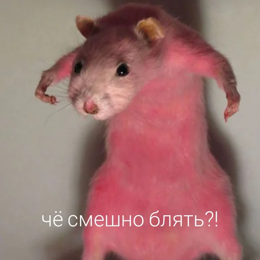🥴 Стикер «Крыски для переписки» для Telegram