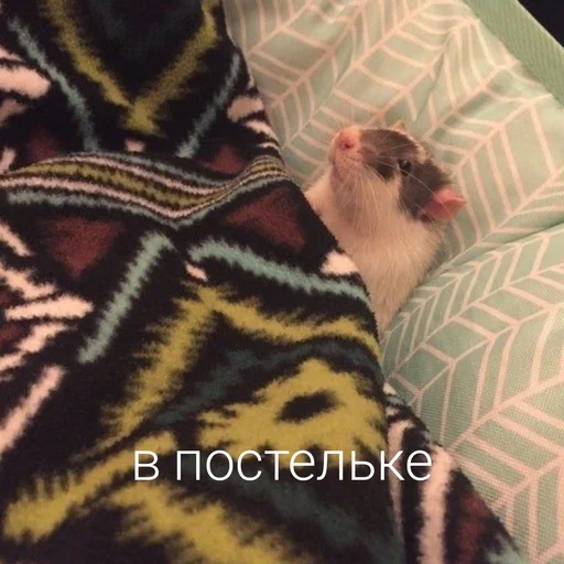 🤗 Стикер «Крыски для переписки» для Telegram
