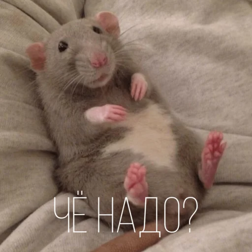 🤨 Стикер «Крыски для переписки» для Telegram