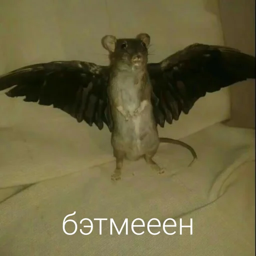 🤠 Стикер «Крыски для переписки» для Telegram