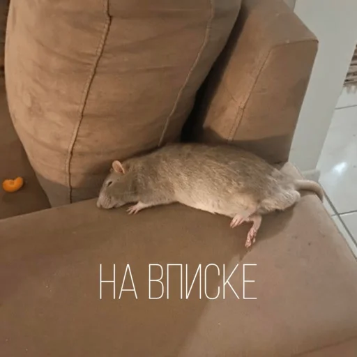 🥳 Стикер «Крыски для переписки» для Telegram